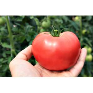 ТЕХ 2721 F1 - томат индетерминантный, 500 семян, Takii Seed Япония фото, цена
